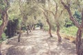 Alley in the ancient forest on Malta Royalty Free Stock Photo
