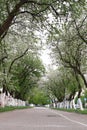 Alley of apple trees blooming in early spring Royalty Free Stock Photo