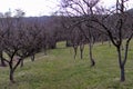 Apple and plums tree in orchard on early spring day Royalty Free Stock Photo