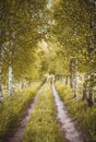 Alley of autumn birches Royalty Free Stock Photo