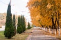 Alley in the autumn city. symmetrical trees, yellow leaves