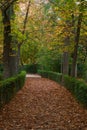 alley, autumn, fall, park, landscape, nature, environment, wood, scene, outside, season, scenery,