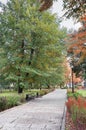 Alley in the autumn forest