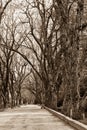 Alley autumn-winter park. Asphalt country road with trees, sepia. Forest with a broad walk path in black and white