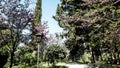 Alley in Balchik Palace gardens, Bulgaria