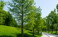 Alley of Bald Cypress Taxodium Distichum swamp, white-cypress, gulf or tidewater red cypress in public landscape city Royalty Free Stock Photo