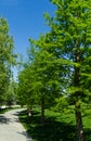 Alley of Bald Cypress Taxodium Distichum swamp, white-cypress, gulf or tidewater red cypress in public landscape city Park Royalty Free Stock Photo