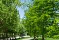 Alley of Bald Cypress Taxodium Distichum swamp, white-cypress, gulf or tidewater red cypress in public landscape city Park Royalty Free Stock Photo