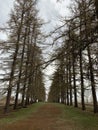 An alley of bald fir trees in early spring