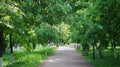 Alley with banks in the park