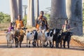 Alley of the Baobabs, Madacascar - Aug. 22, 2016: Shepherds with goats walking along the rural road of the Alley of the