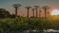 Alley of baobabs at sunset. Tall exotic trees with thick trunks and compact crowns Royalty Free Stock Photo