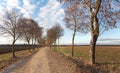 Alley with bare-branched trees