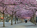 Alley of beautiful blooming cherry flowers Royalty Free Stock Photo