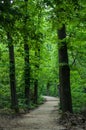 Alley of big green chestnut trees in a city park Royalty Free Stock Photo