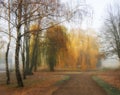 Alley with birch trees and weeping willow in autumn park. Misty foggy autumn day