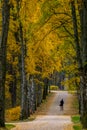 Alley of birches in sunny autumn day