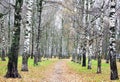 Alley of birches trees with yellow leaves and green grass in October Royalty Free Stock Photo