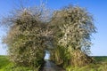 Blooming cherry trees on clear day with blue sky in spring. Path with wild white cherry trees blossoms tunnel.
