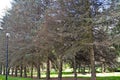 Alley of blue Canadian spruce with fungal fusariosis disease