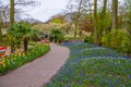 Alley with blue grape hyacinths in Keukenhof park, Lisse, Holland, Netherlands