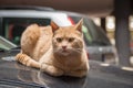 Alley cat at the car hood