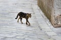 Alley cat Royalty Free Stock Photo