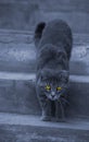 Alley cat with hypnotizing eyes Royalty Free Stock Photo