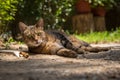 Alley cat lying in the backyard Royalty Free Stock Photo