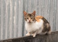 Alley Cat Royalty Free Stock Photo