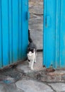 alley cat in shantytown Royalty Free Stock Photo