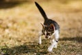 Alley cat Royalty Free Stock Photo