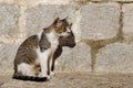 Alley cat Royalty Free Stock Photo