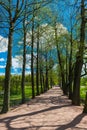 Alley in Catherine Park, Tsarskoye Selo (Pushkin) Royalty Free Stock Photo