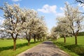 Alley of cherry-trees Royalty Free Stock Photo