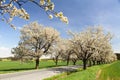 Alley of cherry trees white flowering Royalty Free Stock Photo