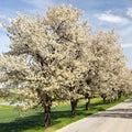Alley of cherry trees white flowering Royalty Free Stock Photo