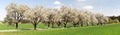 Alley of cherry trees white flowering Royalty Free Stock Photo