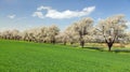 Alley of cherry trees white flowering Royalty Free Stock Photo