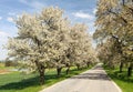 Alley of cherry trees white flowering Royalty Free Stock Photo