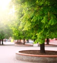 Alley of chestnut trees in green city park Royalty Free Stock Photo