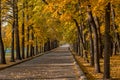 Alley in a city park on a sunny autumn day. A man jogs along the alley. A carpet of colorful leaves. Royalty Free Stock Photo