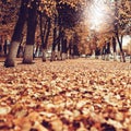 Alley in the city and yellow autumn leaves. Royalty Free Stock Photo