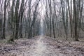 Alley in a creepy forest during late winter with rotten leaves Royalty Free Stock Photo