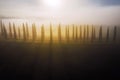 The alley of cypress trees on the plowed field shooted in the early misty morning when the first sun rays making a long shadows. Royalty Free Stock Photo