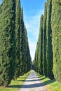 Alley of cypress trees in the vicinity of Rome, Italy