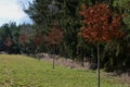 Alley of deciduous trees in a meadow near the forest. is an effort to plant as many trees as possible to make nature varied. The t