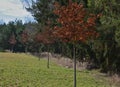 Alley of deciduous trees in a meadow near the forest. is an effort to plant as many trees as possible to make nature varied. The t