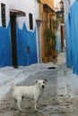 Alley dog Royalty Free Stock Photo