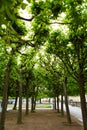 Alley of evenly planted rows of trees in the city